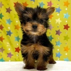 『 新しいわんちゃんの紹介です🐶』の画像