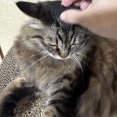 【猫写真】ワイルドマロんぼ