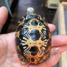 状態抜群ホウシャベビー国内CB入荷