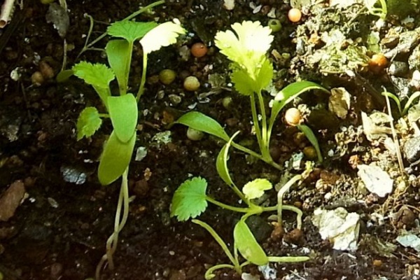 Kochan S ベランダ菜園blog マンションガーデニング 家庭菜園 仙台グルメ キャンペーン情報等 パクチー コリアンダー栽培