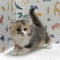 新しいねこちゃんの紹介です😸