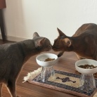 ごはんを食べるりすたんと、鼻ツンできた坊