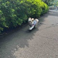 愛犬とお散歩して、蕎麦屋で昼飯。＼(^^)／
