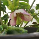 足跡の中の宝物