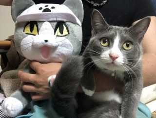 【画像】暇なので現場ネコ貼っていく