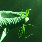 トシ坊のクワガタ日記