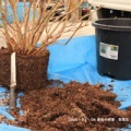 紫陽花　植え替え