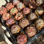 のばらのガーデニングブログ　Hana and Rose Garden+