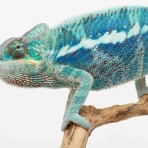COLORS