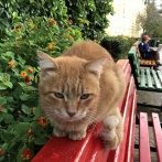 慶應卒の男が海外で猫を虐殺し逮捕→最高刑を求める署名も始まりガチで大事に