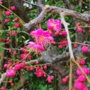 粉雪が舞い出して来た