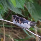 『投稿：BORG72FLによるツバメ＆カワセミ　2021/06/22』の画像