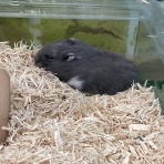 小動物専門店NATURE'S