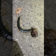 撮影してて「おぉ！？」となった生き物動画