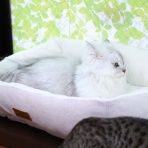 猫カフェ ねこまんまBlog