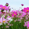 コスモス畑