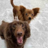 『2月の出会いとトリミング🐾』の画像