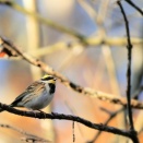 ミヤマホオジロのオス②