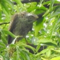 2026年6月12日の野鳥公園