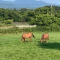 ７月５日