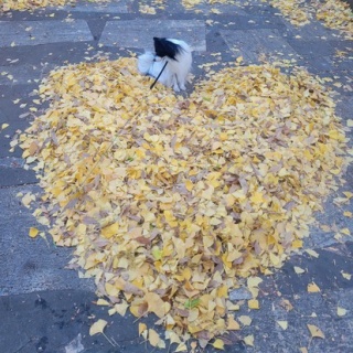 倉木麻衣 オフィシャルブログ