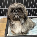 愛嬌振りまくミックス犬♡