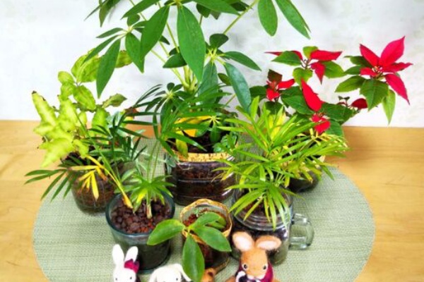 出来たをさがそ プテリス