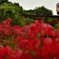 樽見鉄道と彼岸花②