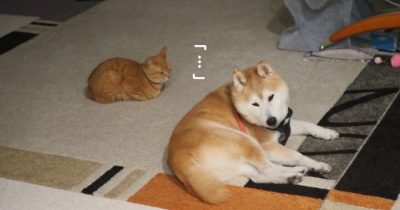 消灯直前の犬猫