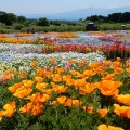 くじゅう花公園！