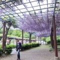 池一周1.5km藤の花づくし【蓮華寺池公園ふじまつり】