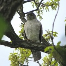 2026年ツミ観察記(2)(獲物を捕捉する能力にびっくり)