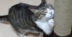 猫らのお気に入りのメンテナンス。