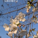 名残りの桜＆カフェ（2026年4月）