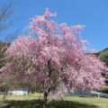 サクラ　サクラ