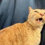 ねこかます