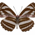 クリニアミスジ♂ (ボルネオ) Neptis clinia ila