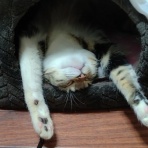 にゃんズの母（認知症と猫とわたし）