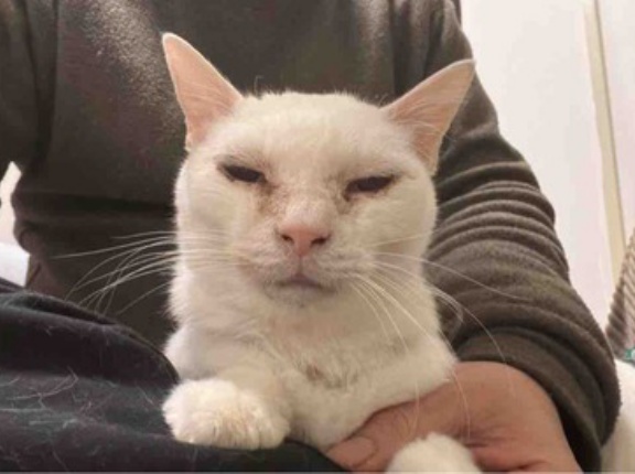 ジト目になる猫たち　20260201