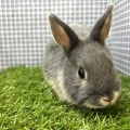 新しいうさぎさんのご紹介です🐇