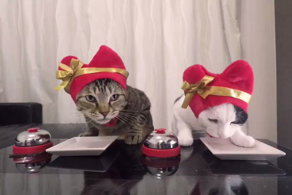 おもしろ動画ツイッター情報まとめ 猫 おもしろ動画ツイッター情報まとめ 猫