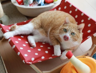 ほぼ11歳になった猫。