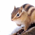 タブレットPCで家族を幸せに！在宅ビジネスで権利収入を稼ぐ方法