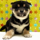 『	 新しいわんちゃんの紹介です🐶』の画像