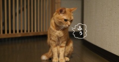 私を待つ猫