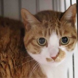 『【里親募集中】日本猫の名無しの権兵衛くん』の画像