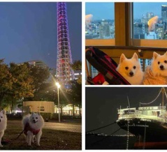 犬連れて 横浜 マリンタワー 展望フロア
