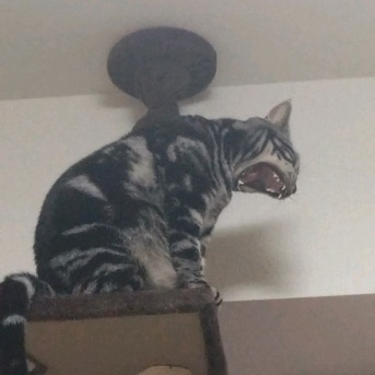 実物のﾈｺﾁｬﾝたち84