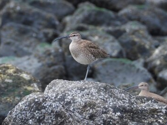 2026年4月18日の野鳥公園