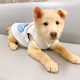 『【犬】ころまるくん トライアル決定』の画像